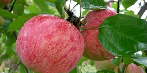 Drvo jabuke shtrief: opis, fotografija, recenzije